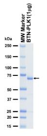 SDS-PAGE (PLK1-5411HF).jpg